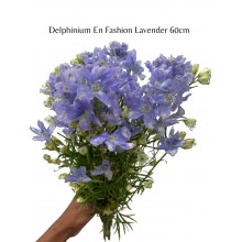 Delphinium En Fashion Lavender