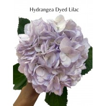 Hydrangea Dyed Lilac