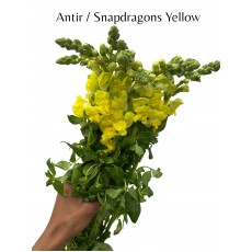 Antir Snapdragons Monaco Yellow 