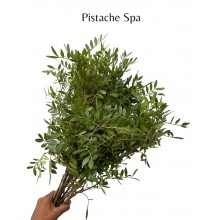 Pistache Spa 