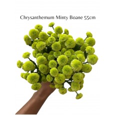 Chrysanthemum Santini Minty Boane 