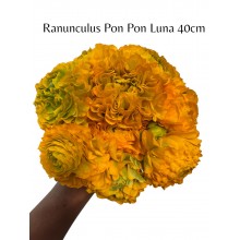 Ranunculus Pon Pon Luna 