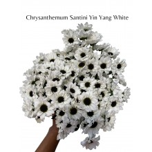 Chrysanthemums Santini - Yin Yang White