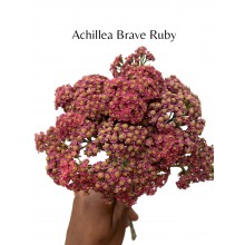 Achillea Brave Ruby 60cm