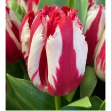 Tulip Happy Clown / Maroon / Violet White 