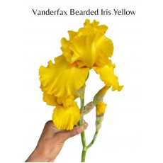Bearded Iris Dessert Echo Yellow 