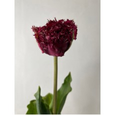 Tulip Qatar 