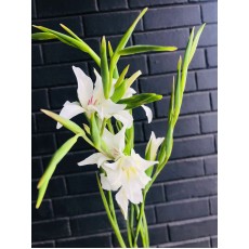 Gladiolus - White 120cm Colvillei 