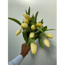 Tulip - Creme Fraiche / Yellow 