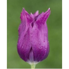 Tulip -  Canyon / Burgundy 