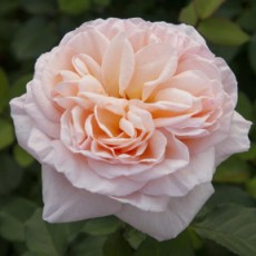 Belle Romantica