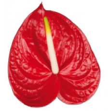 Anthurium Carisma