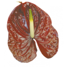 Anthurium Castano