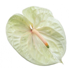 Anthurium Champagne 