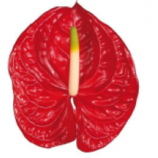 Anthurium Eterno 