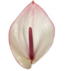 Anthurium Facetto