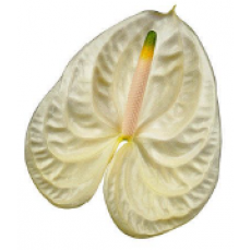 Anthurium Moments 