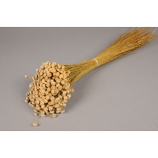 Preserved Natural Amarellino 