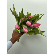 Tulip - Christmas Dream