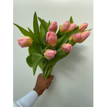 Tulip Tom Pouce 