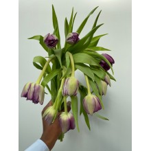 Tulip Python 