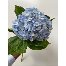 Hydrangea Blue 60cm 