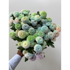 Spray Chrysanthemum Rainbow