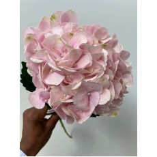 Hydrangea - Light Pink
