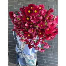 Cosmos Dark Red 