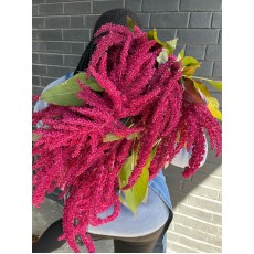 Amaranthus Antique Red - Hanging 