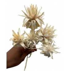 Dried specials - Plumosum Bleached