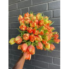 Tulip Royal Virgin 36cm