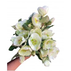 Helleborus Moondance 40cm