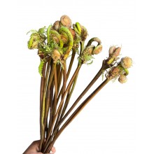 Osmundis Rejalis Osmundis Rejalis