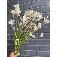 Anigozanthos Bush Diamond - Kangaroo Paw 