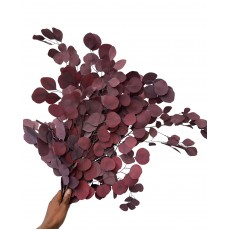 Preserved Eucalyptus Populus Red 