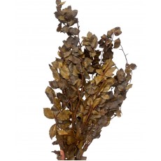 Copperbeech Preserved Yellow