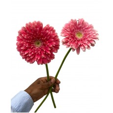 Gerbera Pink Ice 