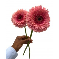 Gerbera Coffee Pink 