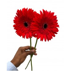 Gerbera Light Red 