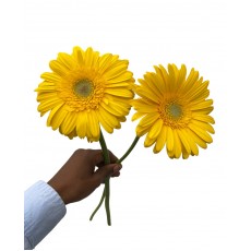 Gerbera Buttercup Yellow 