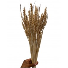 Preserved Triticum - Bleached 