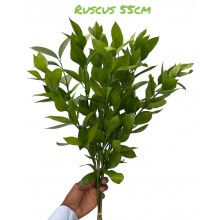 Fresh Ruscus 55cm 