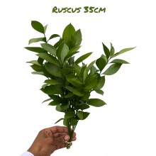 Fresh Ruscus 35cm 