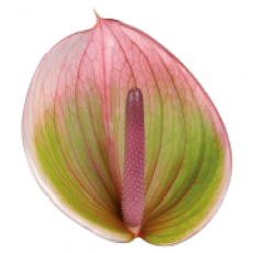 Anthurium Peruzzi 