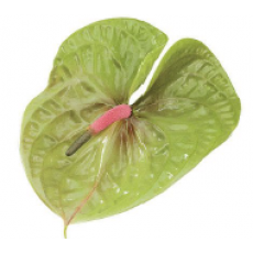 Anthurium Pistache