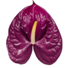 Anthurium Roxete 