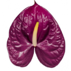 Anthurium Roxete 