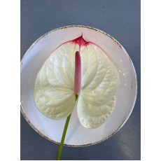 Anthurium Kaserlo