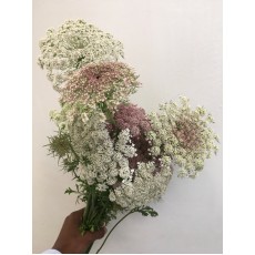Chocolate Lace Darcus Carota Dara 